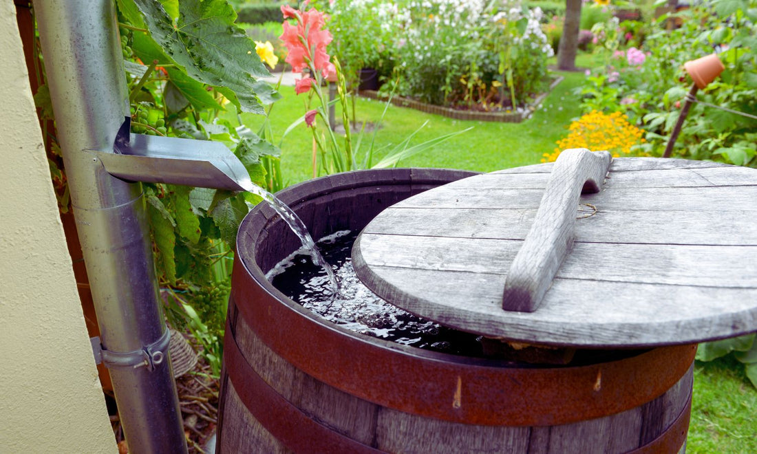 Rain Barrels and Your Garden